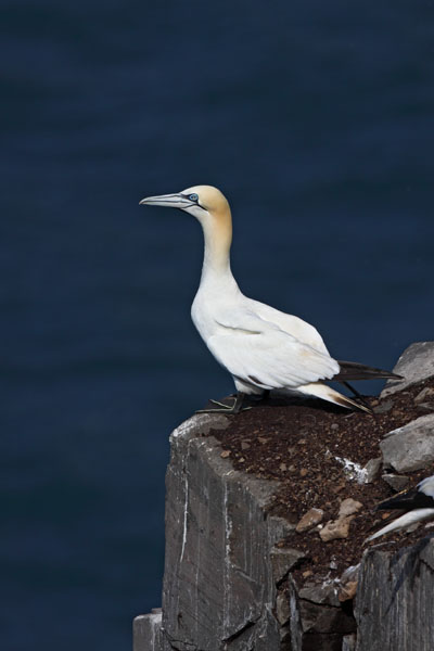 Northern Gannet © Russ Chantler